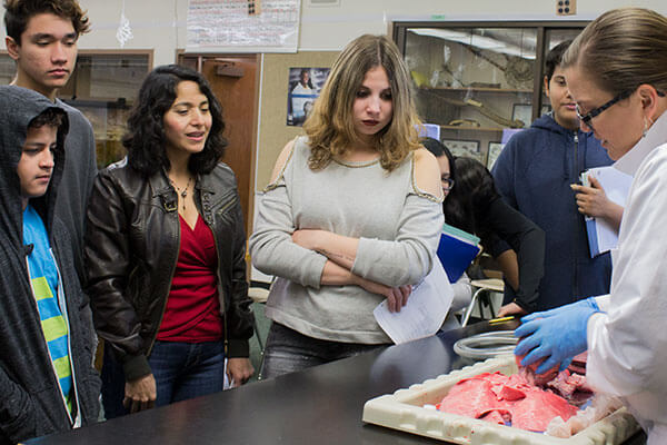 students observe pig heart and lungs
