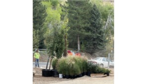 A construction worker stands near several potted trees.